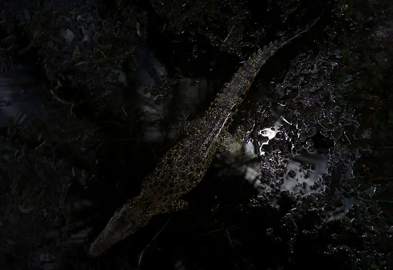 2022-09-05T110409Z-104239532-RC283W9EZME6-RTRMADP-3-CUBA-CROCODILE