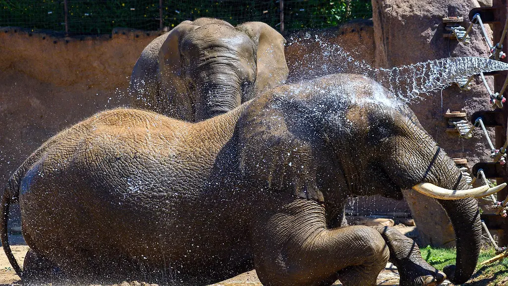 Ein-Elefant-liegt-im-Zoo-auf-der-Erde-unter-dem-Wasserstrahl-des-Tierpflegers