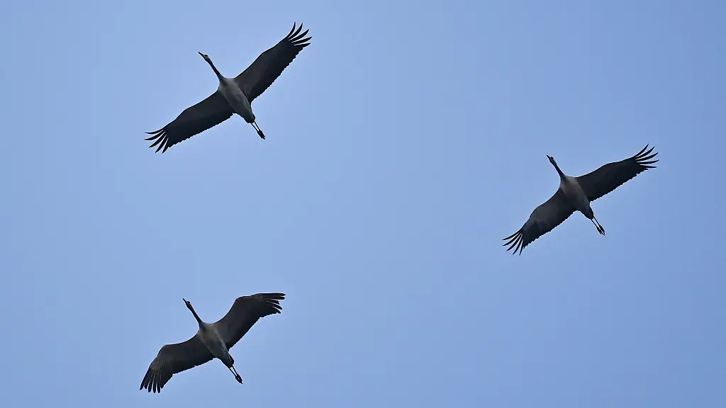 Kraniche-fliegen-am-Morgenhimmel