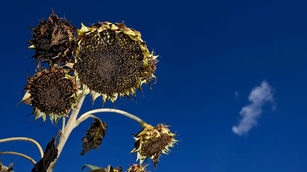 Ausgetrocknete-Sonnenblumen-stehen-auf-einem-Feld