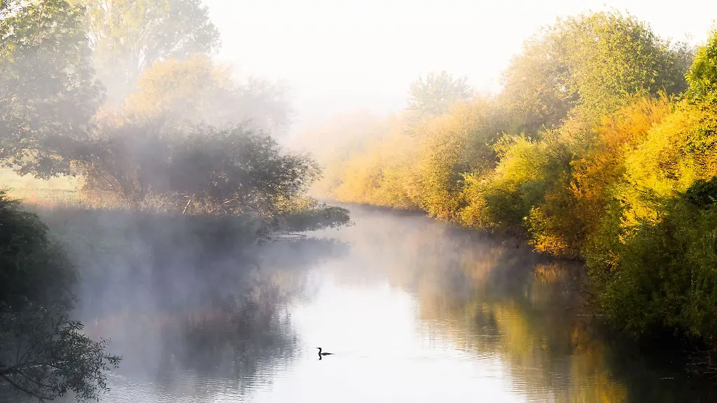 Ein-Kormoran-schwimmt-bei-Sonnenaufgang-auf-dem-Fluss-Leine-in-der-suedlichen-Region-Hannover