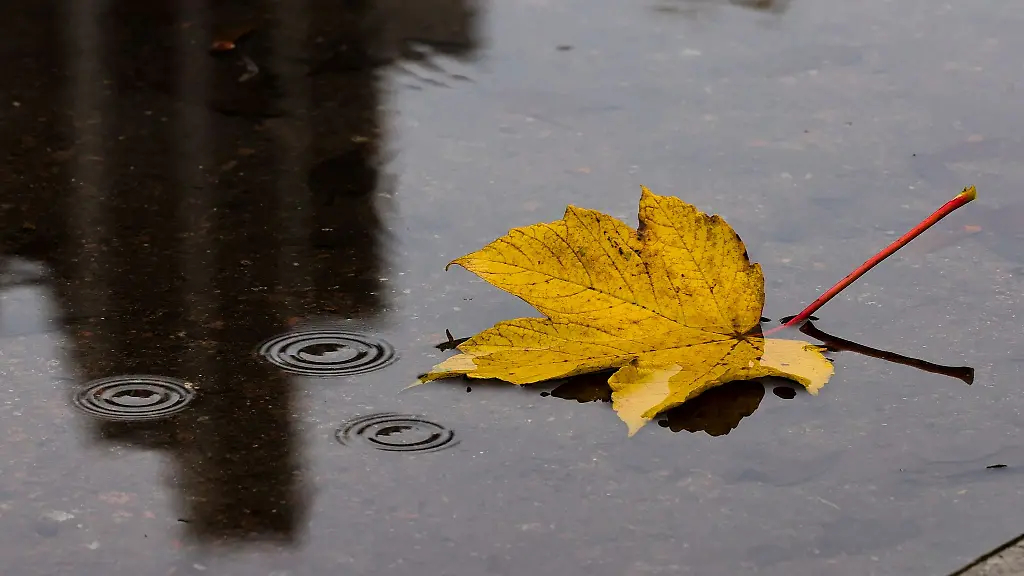 Ein-herbstlich-gefaerbtes-Blatt-schwimmt-auf-einer-Pfuetze