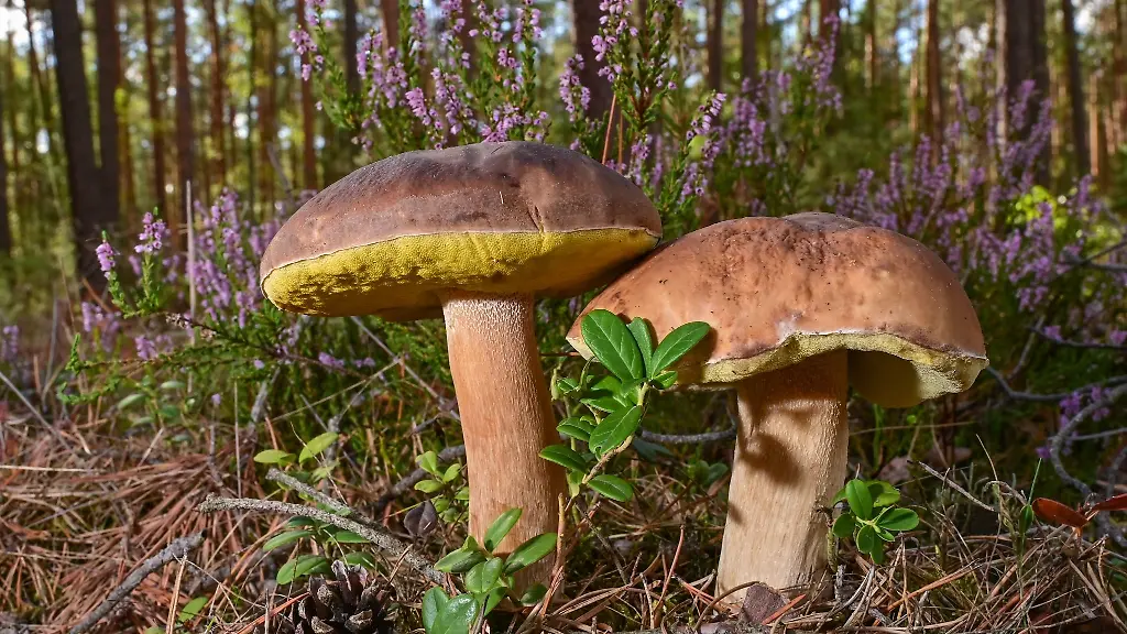 Zwei-Steinpilze-wachen-in-einem-Wald