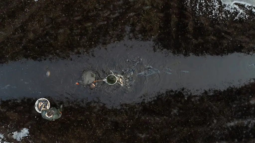 Mitarbeiter-einer-Teichwirtschaft-fischen-Karpfen-aus-einem-Teich