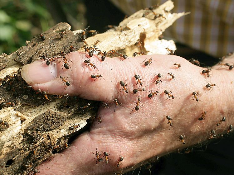 Laut Schreiber errichten Ameisen ihre Nester besonders gern an geologischen Störungszonen.