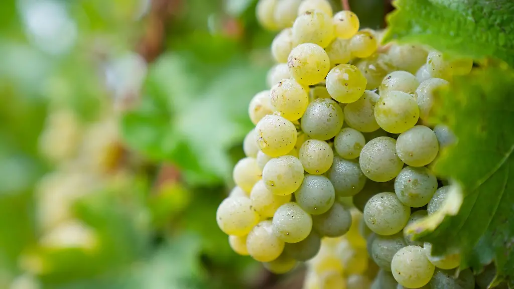 Vom-Morgennebel-benetzte-Weinrauben-haengen-an-einem-Weinberg