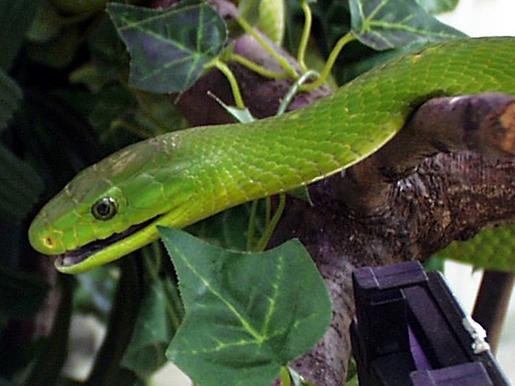 Eine Grüne Mamba sieht otimistischer aus, erinnert an Frühling. Kuschelig ist die aber auch nicht.