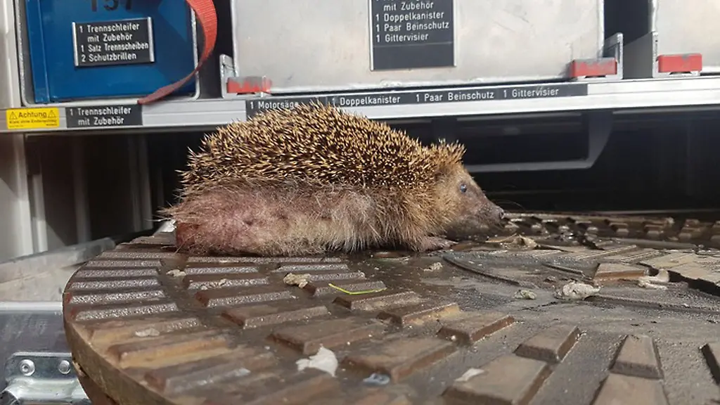 Ein-Igel-steckt-in-einem-Schachtdeckel-fest-Er-musste-von-der-Feuerwehr-befreit-werden