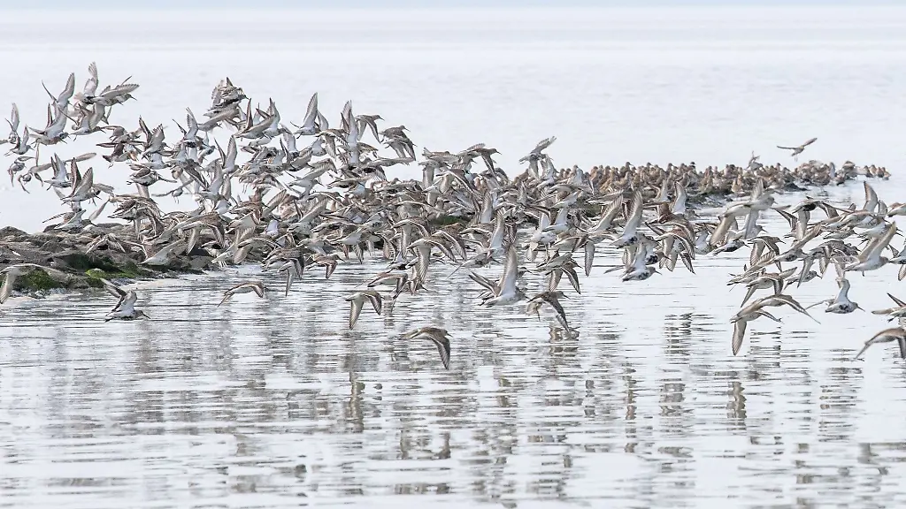Sandregenpfeifer-Alpenstrandlaeufer-und-andere-Zugvoegel-fliegen-ueber-das-Wattenmeer-der-Nordseebucht-Jadebusen