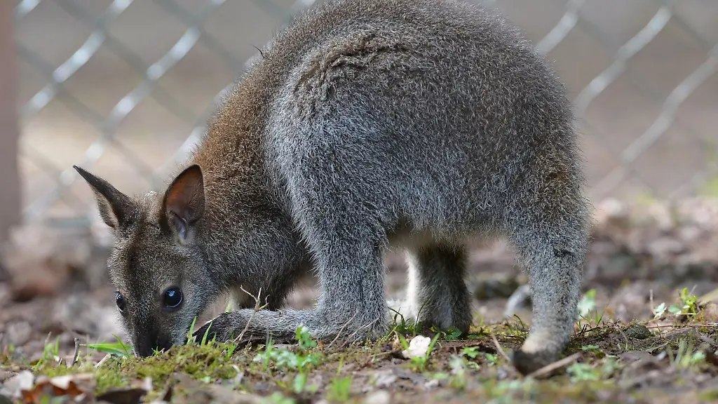 Ein-junges-Wallaby-sitzt-auf-Gras