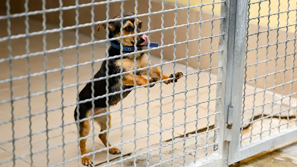 Mischling-Jessy-1-in-ihrer-Box-im-Tierheim