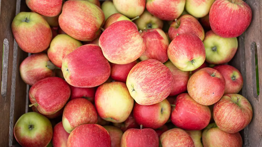 Eine-Kiste-mit-frisch-gepflueckten-Aepfeln-steht-auf-einem-Obsthof