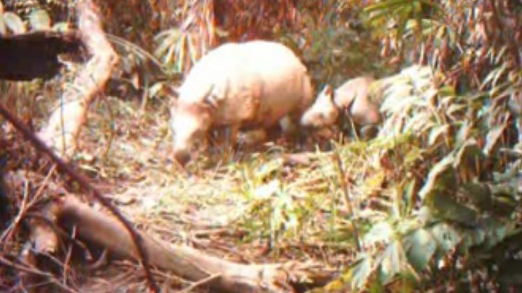 Das Kalb, das hier seine Mutter begleitet, wurde als junger Bulle identifiziert.