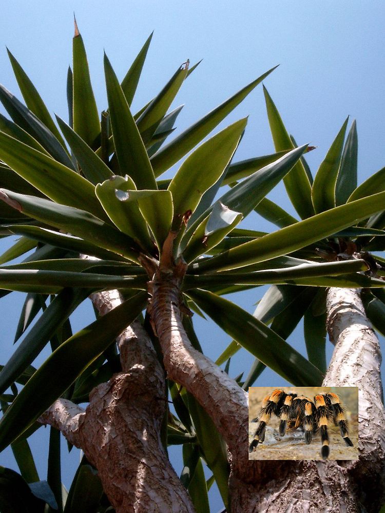 Offensichtlich konstruiert: Es gibt sie nicht wirklich, die Spinne in der Yucca-Palme. Oder?