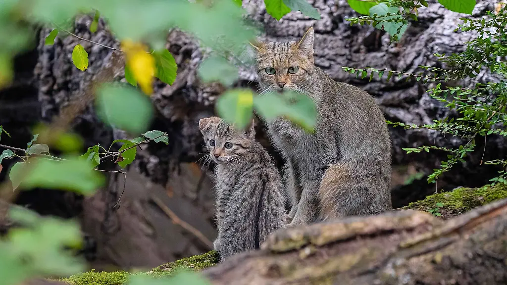 Eine-kleine-Wildkatze-sitzt-in-einem-Gehege-des-Duisburger-Zoos-neben-ihrer-Mutter