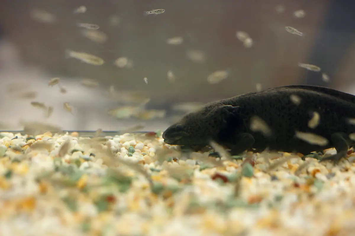 2014-02-22T120000Z-2069796209-GM1EA2M0ONR01-RTRMADP-3-MEXICO