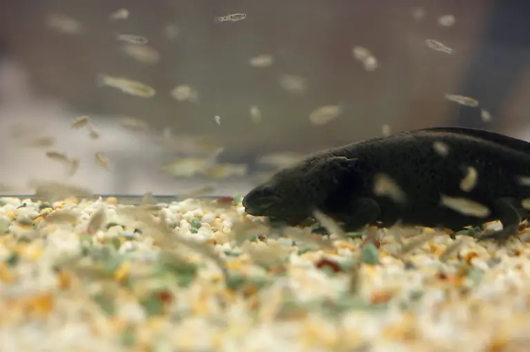 2014-02-22T120000Z-2069796209-GM1EA2M0ONR01-RTRMADP-3-MEXICO