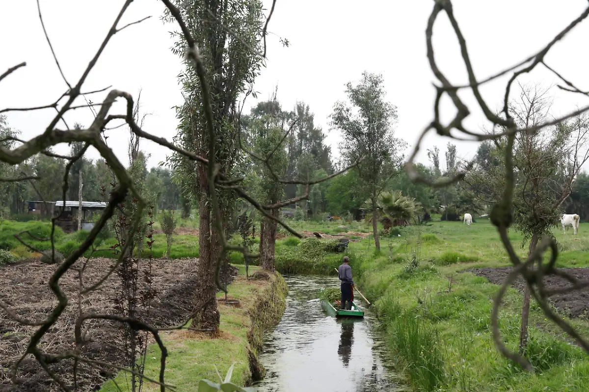 2018-11-20T060231Z-1691426861-RC1225CE0AB0-RTRMADP-3-MEXICO-AXOLOTL