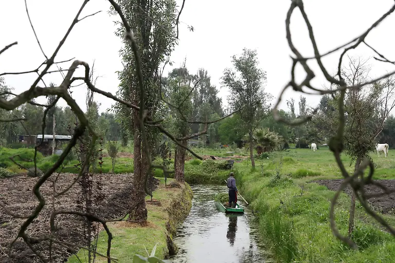 2018-11-20T060231Z-1691426861-RC1225CE0AB0-RTRMADP-3-MEXICO-AXOLOTL