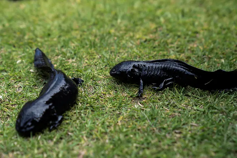 2022-02-17T015045Z-712544117-RC26LS93TDVQ-RTRMADP-3-MEXICO-AXOLOTL