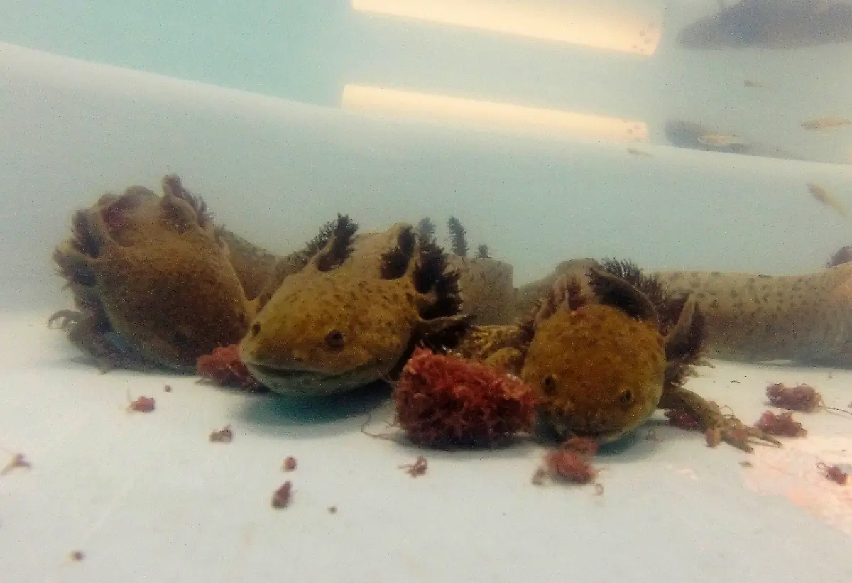 2014-02-22T120000Z-897881892-GM1EA2M0PC501-RTRMADP-3-MEXICO