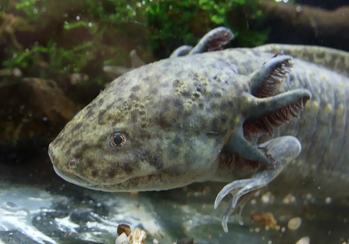 2009-08-27T120000Z-63033073-GF2E58R08I701-RTRMADP-3-MALAYSIA