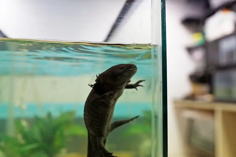 2014-02-22T000000Z-787912029-GM1EA2M0PK501-RTRMADP-3-MEXICO