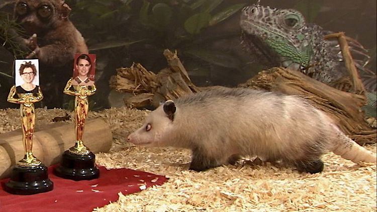 Hat sie hier den Grundstein für ihre neue Karriere Gelegt? Opossum-Dame Heidi.