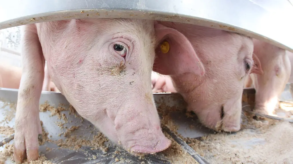 Schweine-stehen-auf-der-Agrarmesse-Norla-in-Rendsburg-auf-einem-Viehtransporter-und-fressen