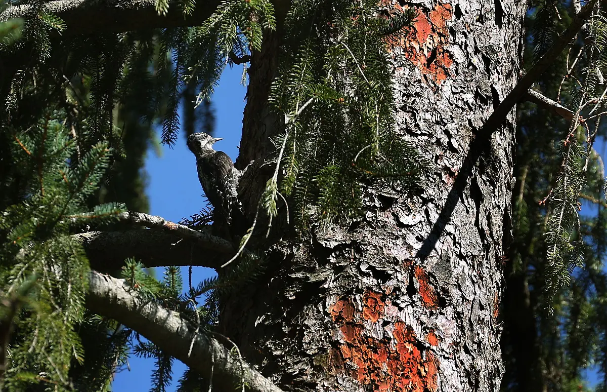 Ein-Specht-pickt-Borkenkaefer-aus-der-Rinde-einer-Fichte