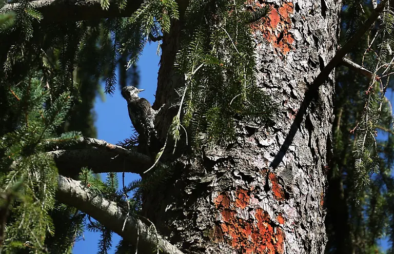 Ein-Specht-pickt-Borkenkaefer-aus-der-Rinde-einer-Fichte