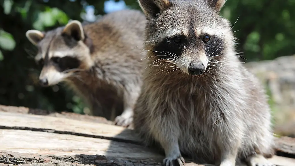 Zwei-Waschbaeren-sitzen-auf-einem-Baumstamm