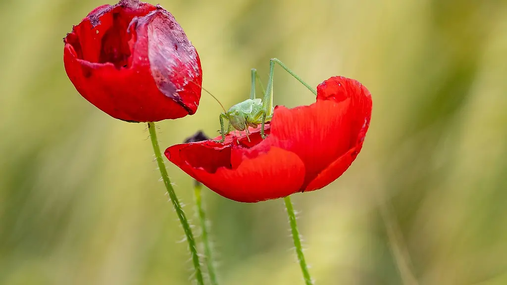 Eine-Heuschrecke-macht-es-sich-auf-einem-Klatschmohn-gemuetlich