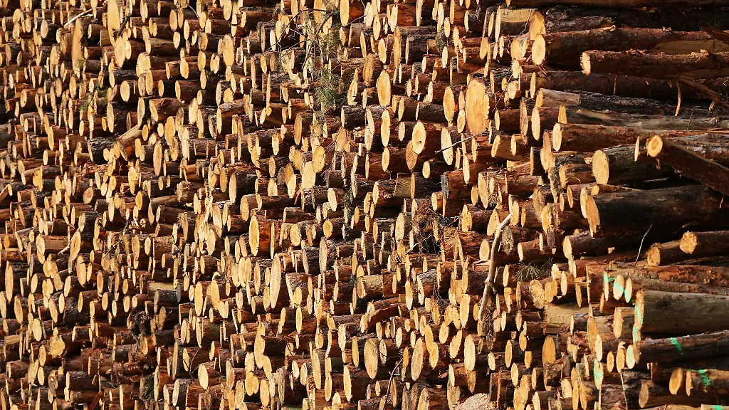 Mehrere-Festmeter-frisch-geschlagene-Baumstaemme-liegen-abseits-der-Strasse-am-Waldrand-auf-einem-Polter