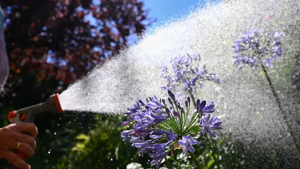 Eine-Frau-waessert-bei-Hitze-und-strahlendem-Sonnenschein-in-einem-Garten-eine-Schmucklilie