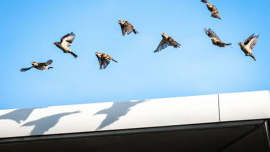 Acht-Haussperlinge-auch-Spatzen-genannt-starten-vor-dem-blauen-Himmel-von-einem-Hausdach