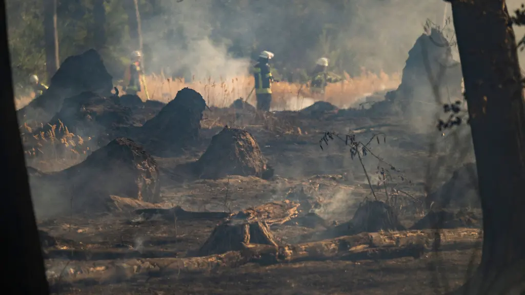 Feuerwehrleute-bekaempfen-einen-Waldbrand-bei-Raunheim