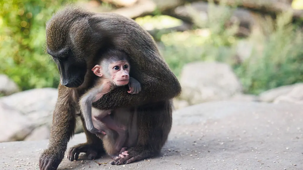 Das-Neugeborene-klammert-sich-an-die-Drill-Affen-Mutter-Dutse-im-Zoogehege
