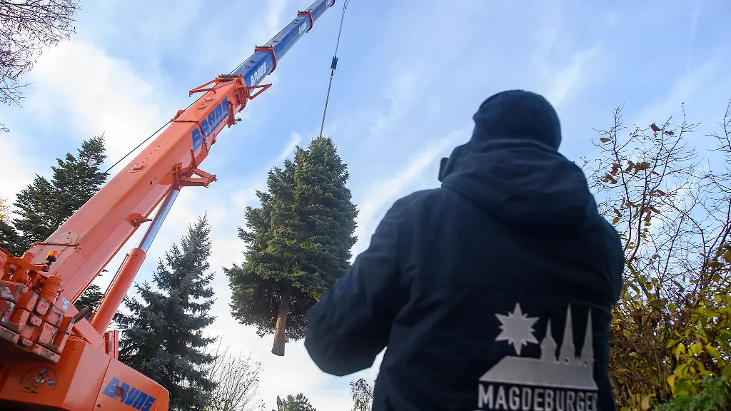 Im-Jahr-2021-hebt-ein-Kran-den-Weihnachtsbaum-fuer-den-Magdeburger-Weihnachtsmarkt-auf-einen-LKW
