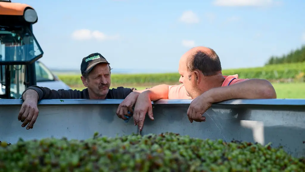 Wingut-Dienstleister-unterhalten-sich-nach-der-Ernte-der-Weintrauben-in-Markt-Einersheim-in-Bayern