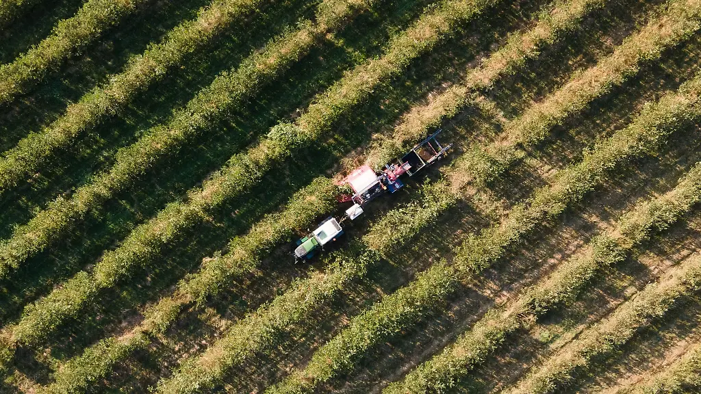 Ein-Traktor-mit-einem-Ernteanhaenger-faehrt-ueber-eine-Aroniaplantage