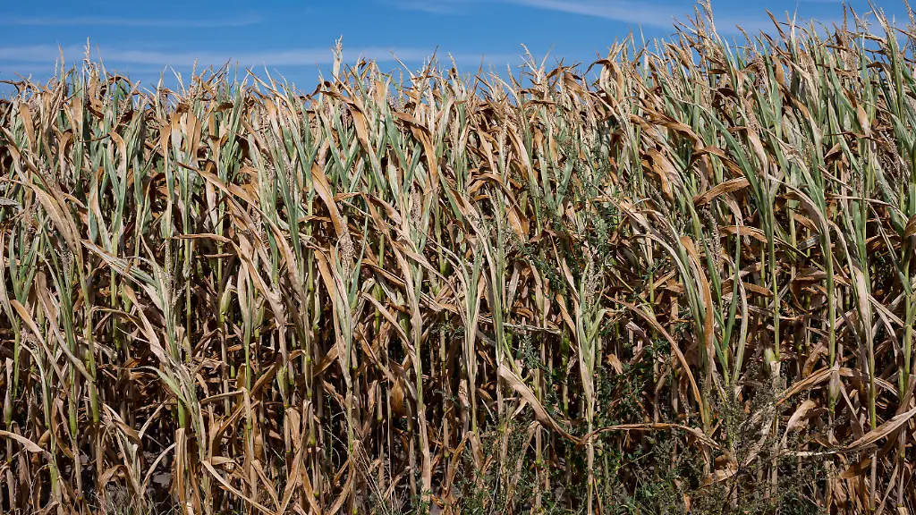 33545fd1ba61a3d2d1286fd52796aead