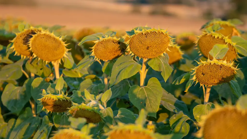 f8bb53557afec85895e134b0be00d2a9