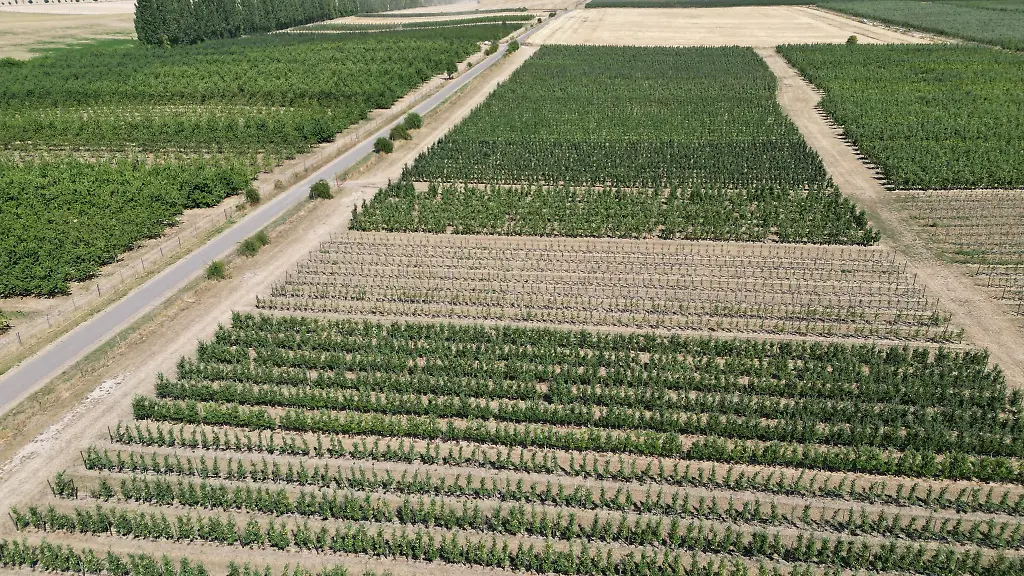 Apfelbaeume-stehen-auf-dem-Gelaende-der-Fahner-Obstbau-GmbH-in-Gierstaedt
