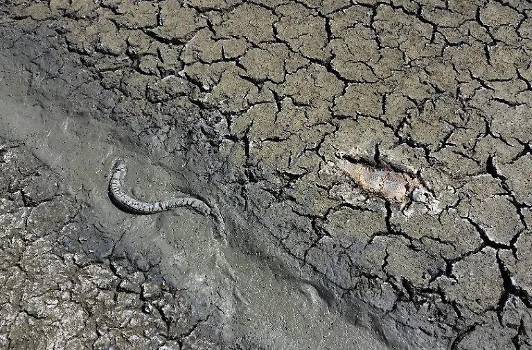 2022-08-08T185413Z-343727481-RC2GSV9D4C47-RTRMADP-3-EUROPE-WEATHER-FRANCE-DROUGHT