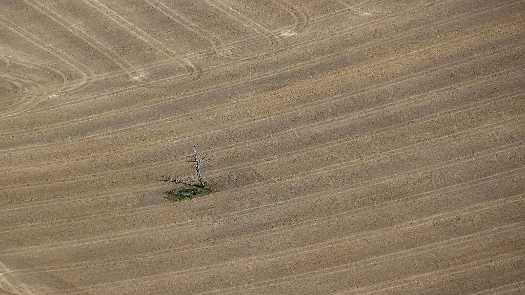 Ein-abgestorbener-Baum-steht-auf-einem-vertrockneten-Feld