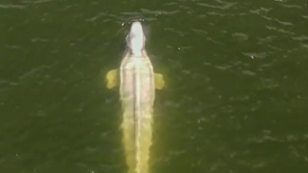 fc8f9fff204ad8d83abc70e24b94107b