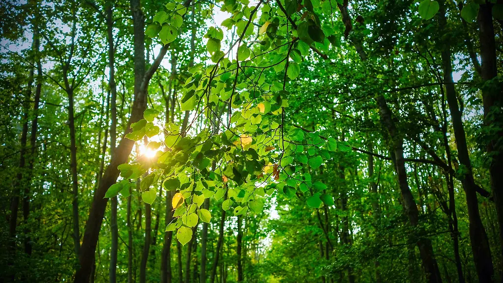 Die-Sonne-geht-in-einem-Wald-in-Weimar-hinter-Baeumen-unter