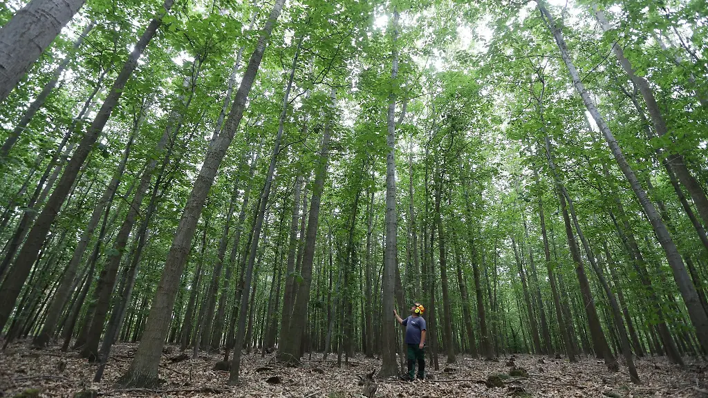 Ein-Forstarbeiter-steht-in-Derenburg-zwischen-Roteichen-die-die-Waldbrandgefahr-verringern-sollen
