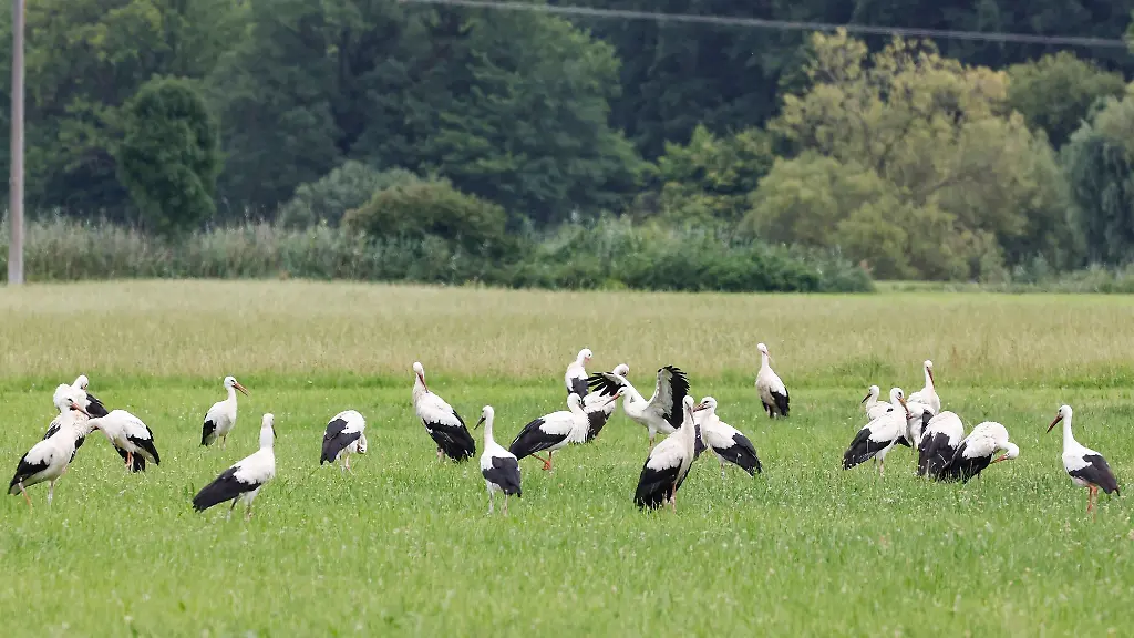 Weissstoerche-rasten-in-Mittelfranken-auf-den-Waesserwiesen-des-Rednitztals